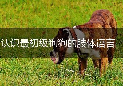 认识最初级狗狗的肢体语言