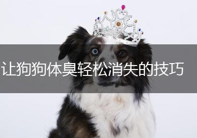 让狗狗体臭轻松消失的技巧