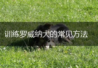 训练罗威纳犬的常见方法