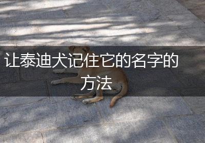 让泰迪犬记住它的名字的方法