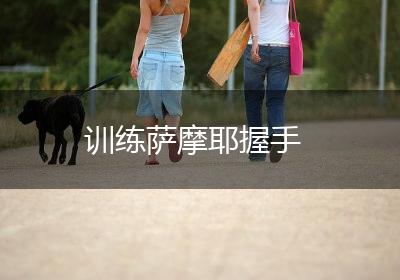 训练萨摩耶握手