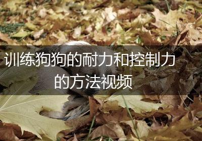 训练狗狗的耐力和控制力的方法视频