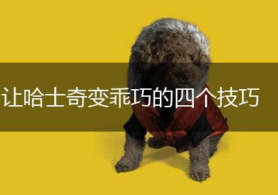 让哈士奇变乖巧的四个技巧