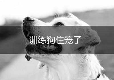 训练狗住笼子