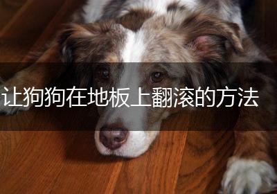 让狗狗在地板上翻滚的方法