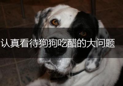 认真看待狗狗吃醋的大问题