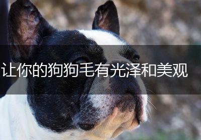 让你的狗狗毛有光泽和美观
