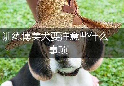 训练博美犬要注意些什么事项