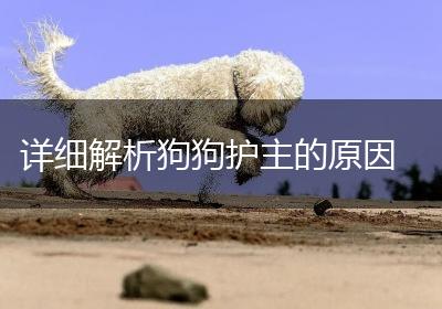 详细解析狗狗护主的原因