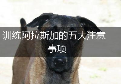训练阿拉斯加的五大注意事项