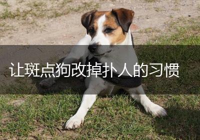 让斑点狗改掉扑人的习惯