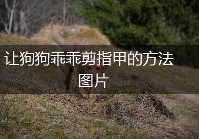 让狗狗乖乖剪指甲的方法图片