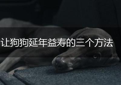 让狗狗延年益寿的三个方法