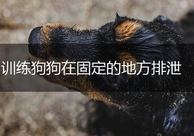 训练狗狗在固定的地方排泄