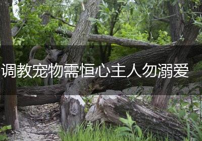 调教宠物需恒心主人勿溺爱