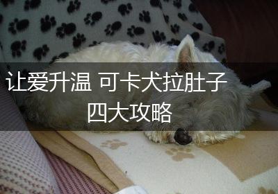 让爱升温 可卡犬拉肚子四大攻略