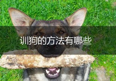 训狗的方法有哪些