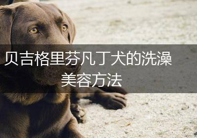 贝吉格里芬凡丁犬的洗澡美容方法