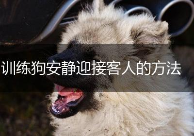 训练狗安静迎接客人的方法