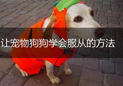 让宠物狗狗学会服从的方法