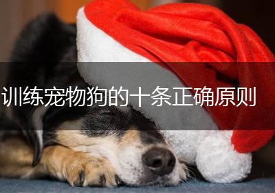 训练宠物狗的十条正确原则