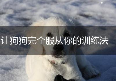 让狗狗完全服从你的训练法