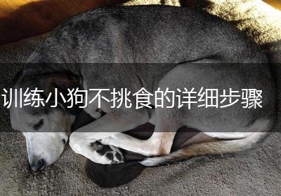 训练小狗不挑食的详细步骤