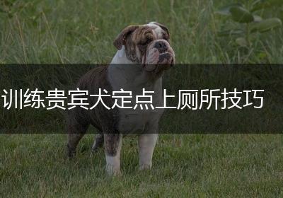 训练贵宾犬定点上厕所技巧