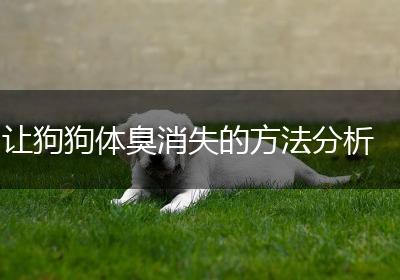 让狗狗体臭消失的方法分析