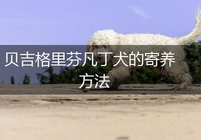 贝吉格里芬凡丁犬的寄养方法