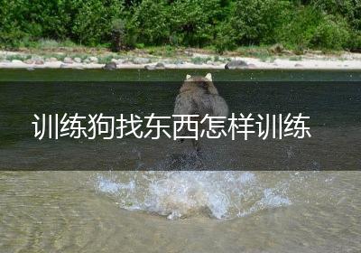 训练狗找东西怎样训练