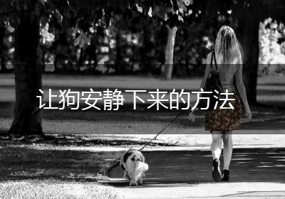 让狗安静下来的方法