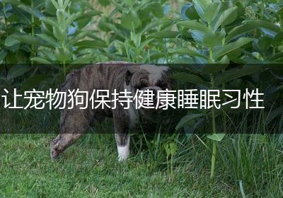 让宠物狗保持健康睡眠习性