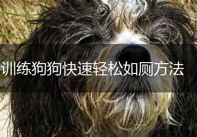 训练狗狗快速轻松如厕方法