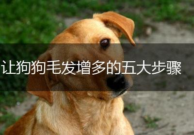 让狗狗毛发增多的五大步骤