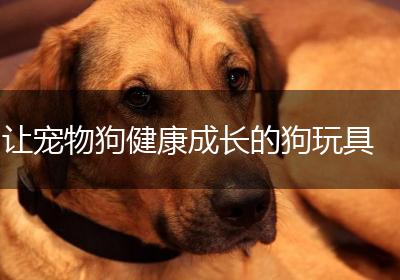 让宠物狗健康成长的狗玩具