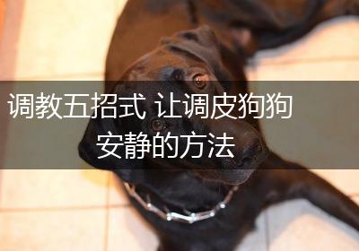 调教五招式 让调皮狗狗安静的方法