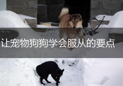 让宠物狗狗学会服从的要点