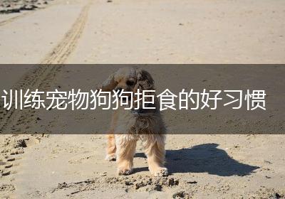 训练宠物狗狗拒食的好习惯