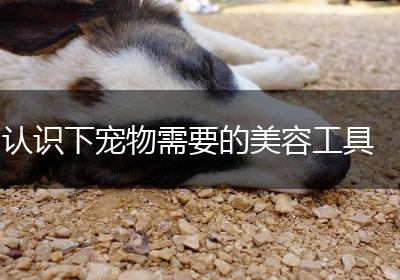 认识下宠物需要的美容工具