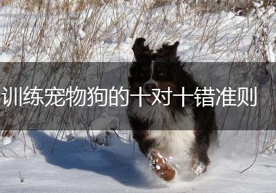 训练宠物狗的十对十错准则