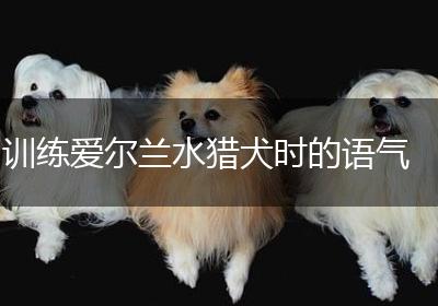 训练爱尔兰水猎犬时的语气