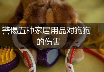 警惕五种家居用品对狗狗的伤害