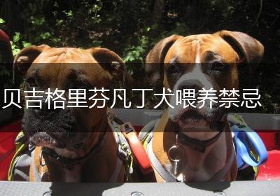 贝吉格里芬凡丁犬喂养禁忌