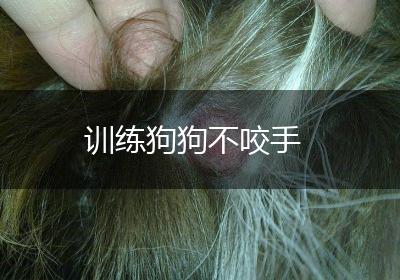 训练狗狗不咬手