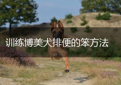 训练博美犬排便的笨方法
