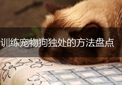 训练宠物狗独处的方法盘点