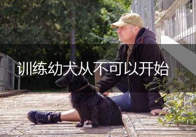 训练幼犬从不可以开始