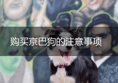 购买京巴狗的注意事项