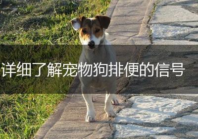 详细了解宠物狗排便的信号